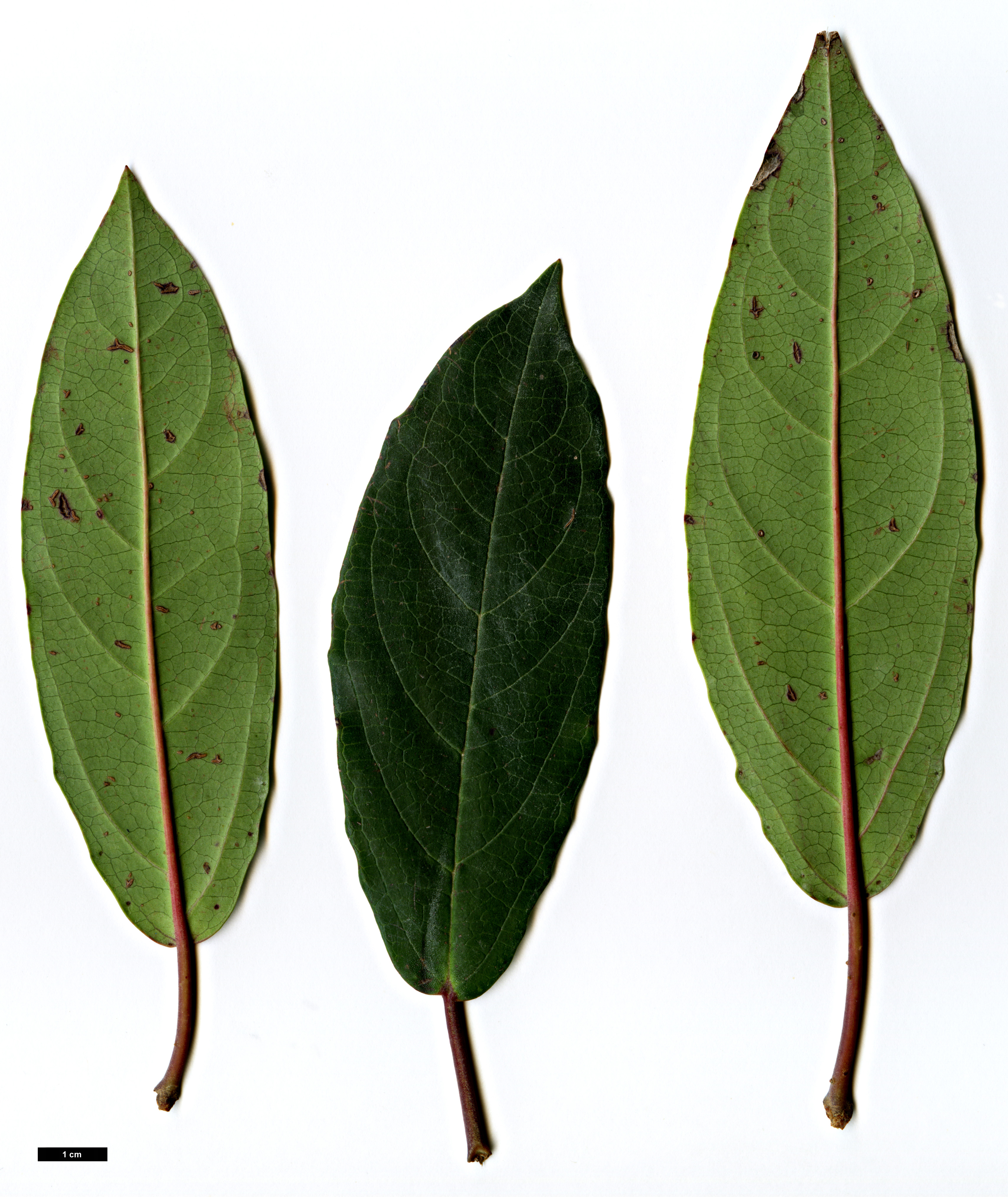 High resolution image: Family: Adoxaceae - Genus: Viburnum - Taxon: coriaceum